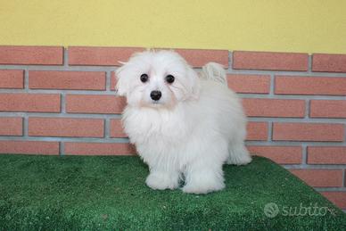 Maltese cuccioli con pedigree ENCI