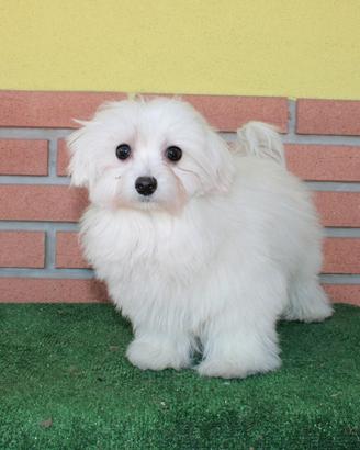 Maltese cuccioli con pedigree ENCI