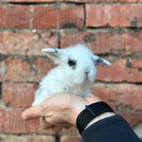 Cuccioli ariete conigli