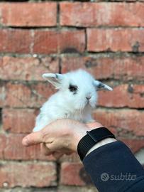 Cuccioli ariete conigli