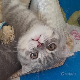Cuccioli Scottish fold e Scottish straight