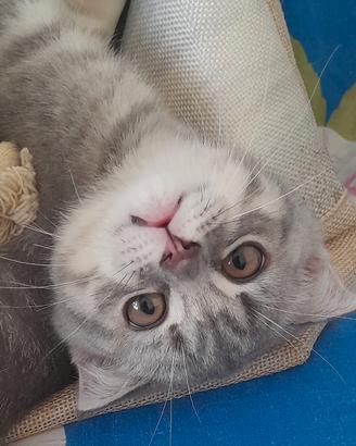 Cuccioli Scottish fold e Scottish straight