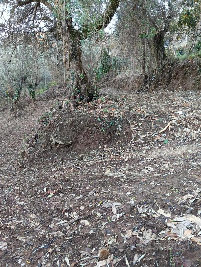 Terreno Agricolo con Casolare edificabile - Vista 5