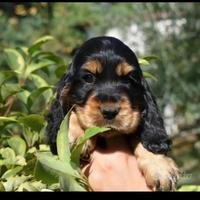 Cuccioli di cocker spaniel inglese