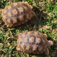 Tartarughe sulcata