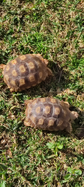 Tartarughe sulcata