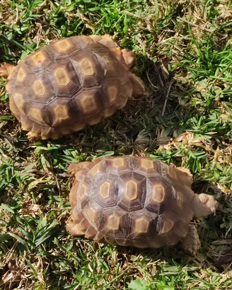 Tartarughe sulcata