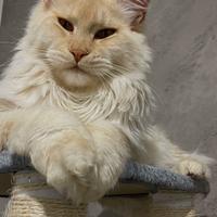 Maine Coon con Pedigree per monta