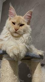 Maine Coon con Pedigree per monta