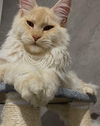 Maine Coon con Pedigree per monta
