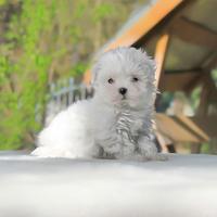 Cucciola di Maltese