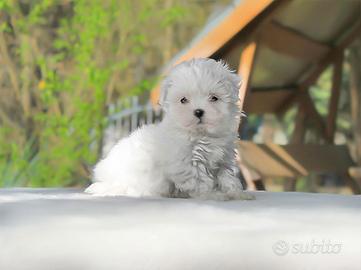 Cucciola di Maltese
