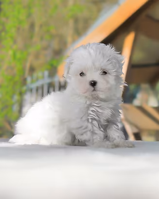 Cucciola di Maltese