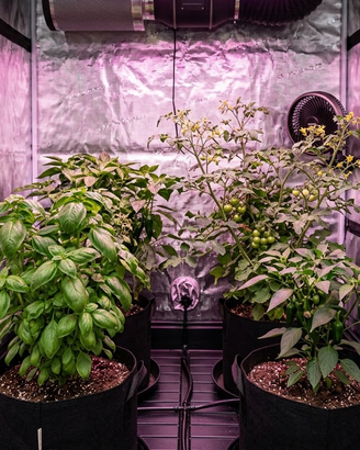 Niello M300 LED Grow Light 300W – 2 disponibili