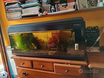 Acquario e pesci Botia