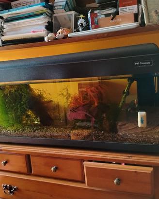 Acquario e pesci Botia