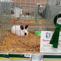 Conigli californiani