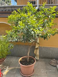 Pianta di limone