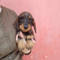 Bassottina pelo duro cinghiale kaninchen
