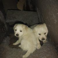 Cuccioli di pastore maremmano/abruzzese