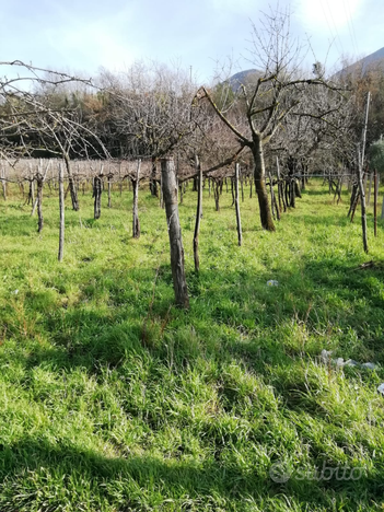 Terreno agricolo