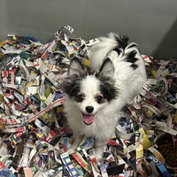 Spitz toy 5 mesi femmina