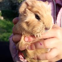 Cuccioli porcellini d'india