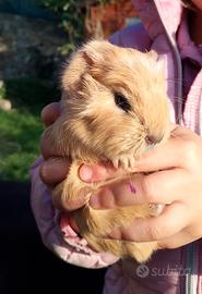 Cuccioli porcellini d'india