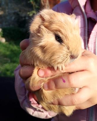 Cuccioli porcellini d'india