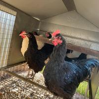 Australorp