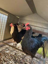 Australorp