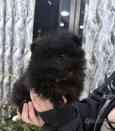 Spitz di pomerania nero