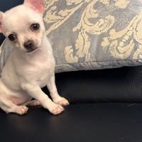 Chihuahua di 18 mesi con pedigree enci