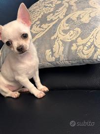 Chihuahua di 18 mesi con pedigree enci