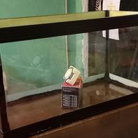 acquario