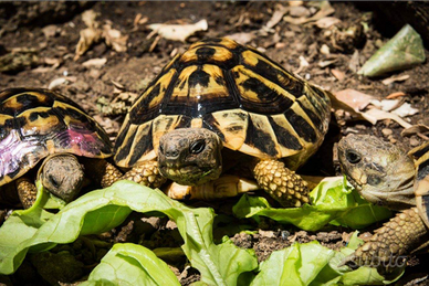 Tartarughe di terra con documenti