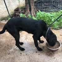Vedrai cane corso