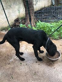 Vedrai cane corso