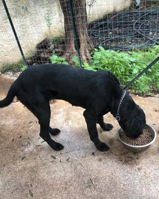 Cane corso