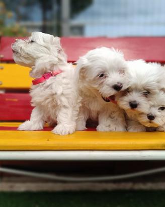 Cuccioli di maltese