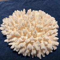 Soprammobile Corallo naturale con base corallo
