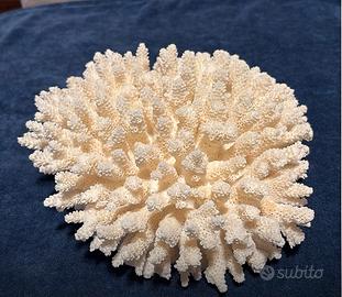 Soprammobile Corallo naturale con base corallo