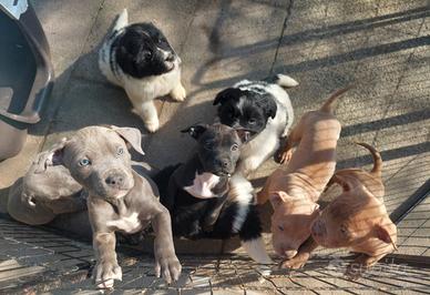 Cuccioli di American pit bull terrier