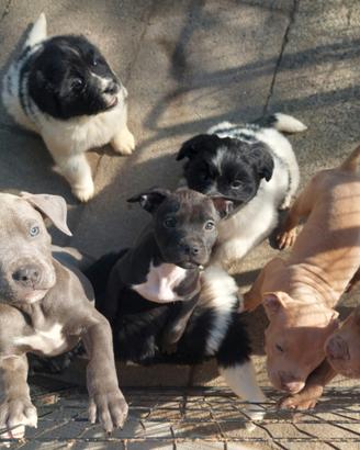 Cuccioli di American pit bull terrier