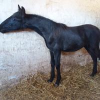 Cavallo Murgese