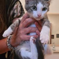 Regalasi dolcissimo gattino