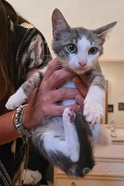 Regalasi dolcissimo gattino