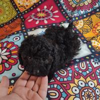 Barboncini toy silver maschio