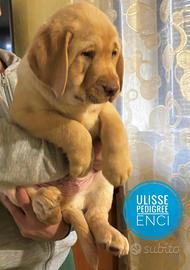 Cucciolo di Labrador