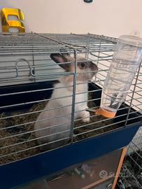 Coniglio testa di leone adozione